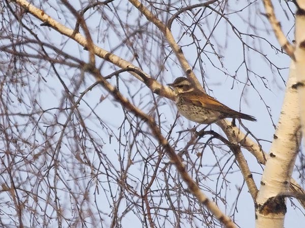 Ruostesiipirastas, Dusky Thrush, Turdus naumanni